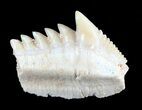Fossil Cow Shark (Hexanchus) Tooth - Morocco #50529-1